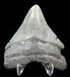 Fossil Megalodon Tooth - South Carolina #39251-2